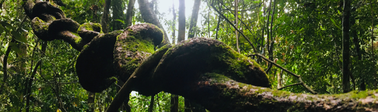 Sinharaja Rain Forest