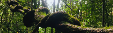 Sinharaja Rain Forest