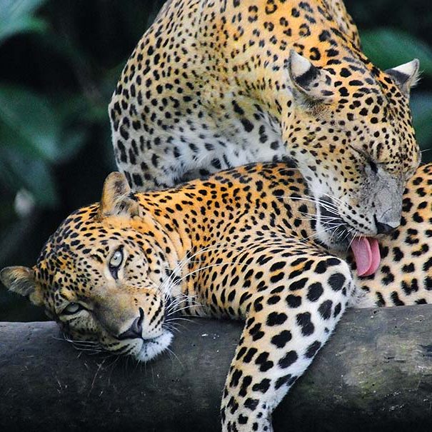 Nature & wildlife
