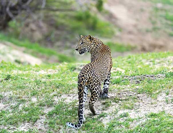 yala-classical-srilanka