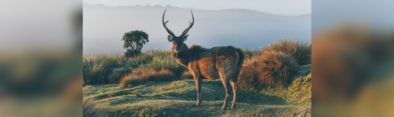 Horton Plains National Park