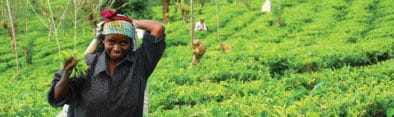 Tea Experience in Hill Country Sri Lanka