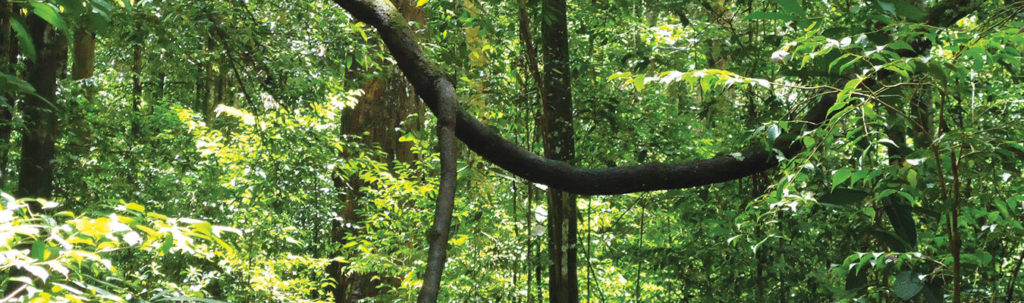 Sinharaja Rain Forest