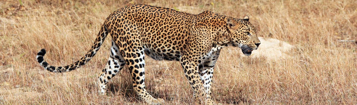 Sri Lankan Leopard