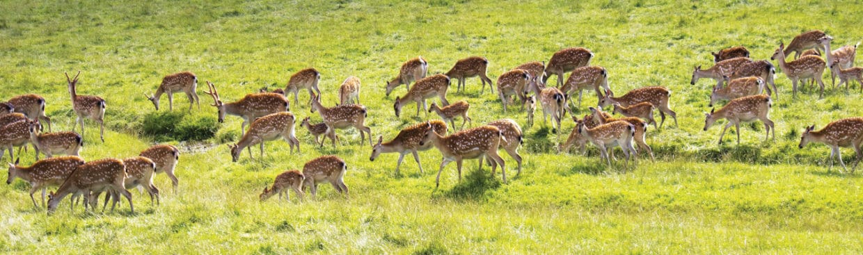 A Wildlife Safari in Sri Lanka