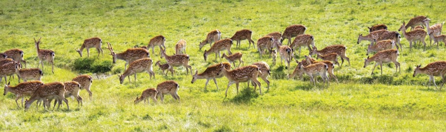 A Wildlife Safari in Sri Lanka