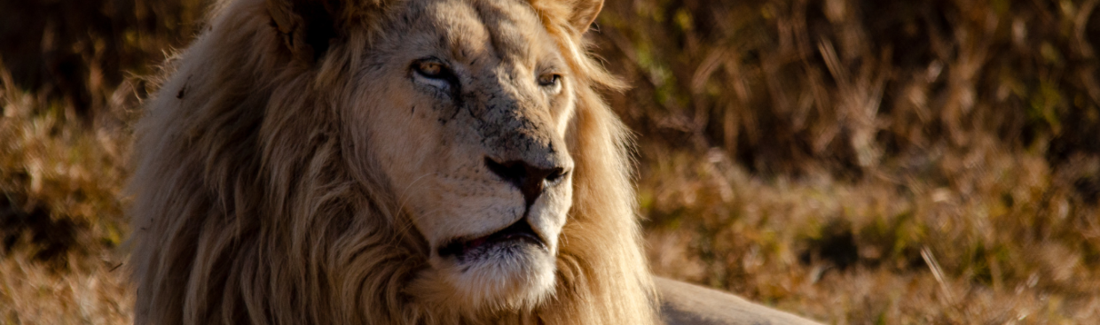 lion