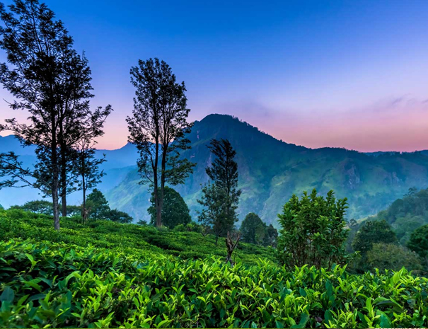 -Nuwaraeliya